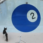 今週のYouTube話題動画：プールに画かれたトリックアートにネコが思わず3度見