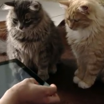 【動画】iPad×マジック：　ハイテクマジシャンがネコも驚くiPad手品を披露