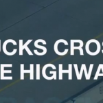 【動画】カモの親子が5車線のハイウェイ横断に挑戦！果たしてその結末は！？