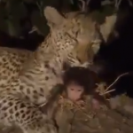 【動画】母ザルを殺した野生のヒョウがその子供を育てようとする、動物の不思議