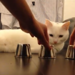 【動画】ネコにだましは通じない？カップ＆ボールのトリックを完璧に見破る白猫がすごい！