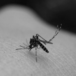 【豆知識】蚊からHIVに感染する可能性はある？