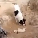 【動画】死んだ子犬を土に埋めようとする犬、動物にも死を悼む気持ちはあるのか？