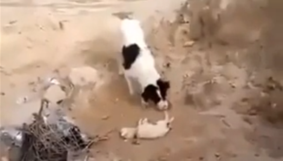 子犬を埋葬する犬