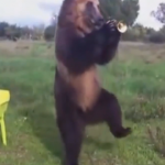 【動画】ロシアの熊がトランペット吹いたり、フラフープしたり…