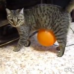 【動画】静電気で風船が体から離れなくなり悪戦苦闘する猫