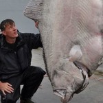 ドイツの釣り人が233kgの超巨大カレイ（オヒョウ）をキャッチ、世界記録更新か
