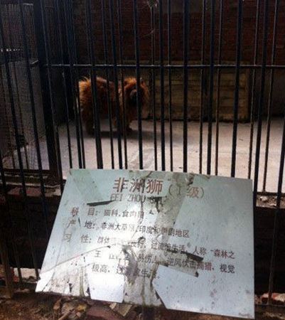 犬　ライオン　中国