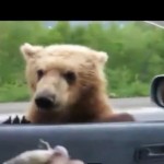 【動画】ロシアのハイウェイで物乞いをするクマたち