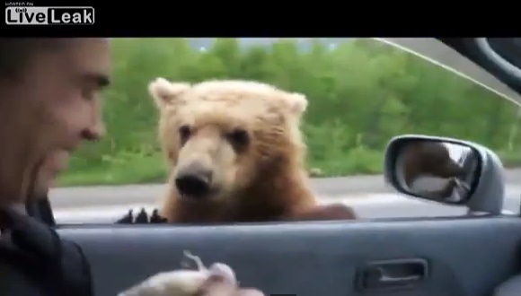 熊　餌　ロシア