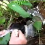 【動画】大蛇に食べられそうなネコを見事救出！！