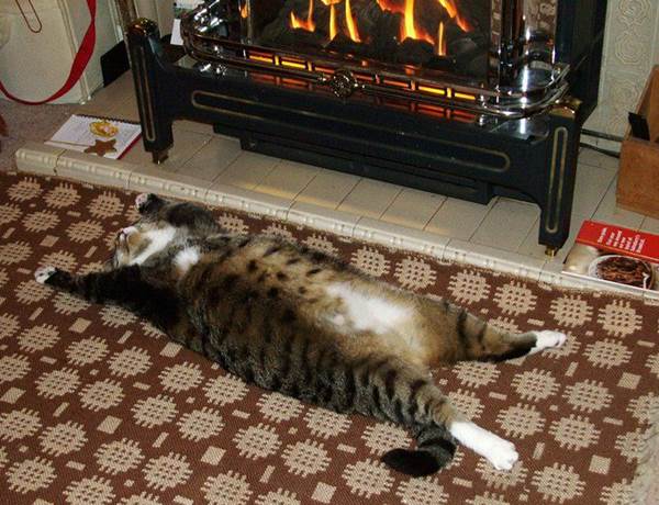 猫　暖炉