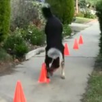 【動画】逆立ち歩きにスケボー、こいつは世界一優秀な犬かも
