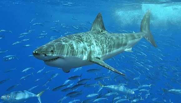 オーストラリア　サメ　ツイッター