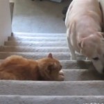 猫「ここは通さん…」、ビビって先に進めない犬たちの映像