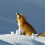 キツネが持つ驚きの特殊能力、雪の中に頭からダイブして見えない獲物を捕える秘密とは？