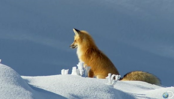 キツネが持つ驚きの特殊能力 雪の中に頭からダイブして見えない獲物を捕える秘密とは E Storypost