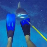 【動画】海底でサメに襲われたダイバー、モリで格闘し無事生還