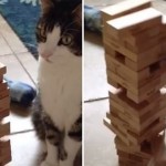 【動画】崩さないようにそーっと…、ジェンガで遊ぶ猫
