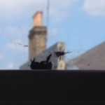 【動画】昆虫の友情？蜘蛛の巣に捕まった仲間を救出するハチ