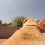 【動画】海に向かって全力疾走でダイブする犬のGoPro映像が大迫力！！