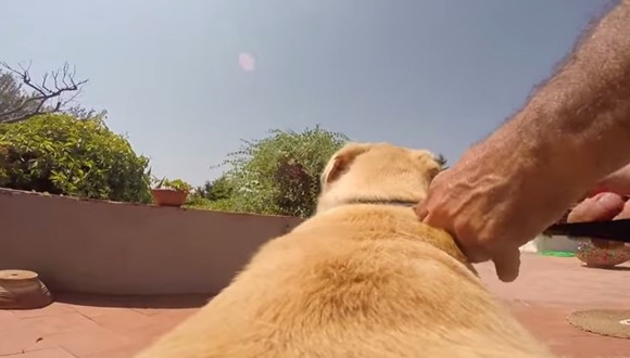 動画 海に向かって全力疾走でダイブする犬のgopro映像が大迫力 E Storypost
