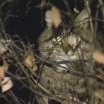 【動画】ロシアの猫救出劇がいろんな意味でひどすぎて笑える