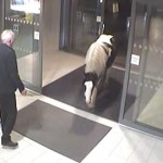 【動画】ある日、大きな馬がひょっこりと警察署にやってきた