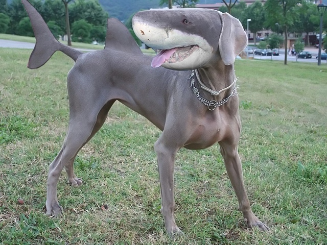 サメ犬
