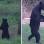 【動画】2本足で住宅街を散歩する不思議なクマ