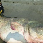 【画像】イタリアの川でキャッチされた127kgの巨大オオナマズ