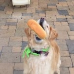 【動画】ご馳走を口でキャッチできない不器用なレトリバー犬