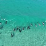 【空撮】オーストラリアの海岸で集団サーフィンを楽しむイルカたち