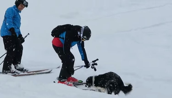 犬　スキー場