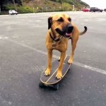 【動画】カリフォルニアのビーチでスケボーを楽しむスケーター犬