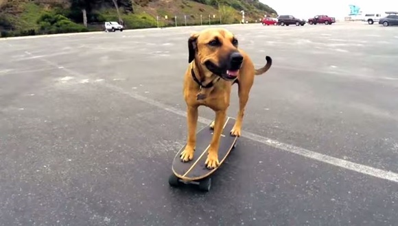動画 カリフォルニアのビーチでスケボーを楽しむスケーター犬 E Storypost