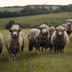 「羊に対して汚い言葉を浴びせるのはやめろ」動物愛護団体PETAが牧場主に抗議