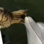 【動画】好奇心旺盛な猫、イルカにくちばしで頭を撫でてもらう