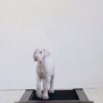 グレートデーンとトレッドミル： 病気の子犬の成長を記録したタイムラプス映像