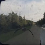 【動画】迷子のカナダガモを車で湖まで案内する優しいドライバー