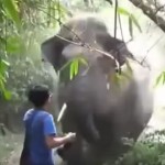 【動画】巨大な野生の象が突進してきたときの対処法？