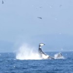 【動画】シャチの尻尾で海面25メートルまではじき飛ばされる哀れなアザラシ