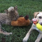 【動画】チーターのカンバリと犬のカーゴは大親友