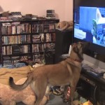 【動画】動物も2次元にはまる時代！？アニメの犬に興奮しまくるリアルの犬