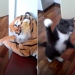 【猫パンチ】トラのぬいぐるみに右フックのラッシュを浴びせる怒り猫