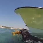 【動画】素潜りでロブスターを捕まえるダイバー犬がいた！