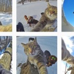 【画像】かわいい「自撮りネコ」が海外のネット上で話題に！！