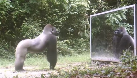 動画 ジャングルの野生動物が初めて鏡を見た時の反応 E Storypost