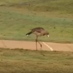 【動画】ゴルフ場でボールと格闘するブラジルの珍しい鳥