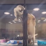 【動画】ペットショップの囲いをよじ登って友達に会いに行く子猫が微笑ましすぎる